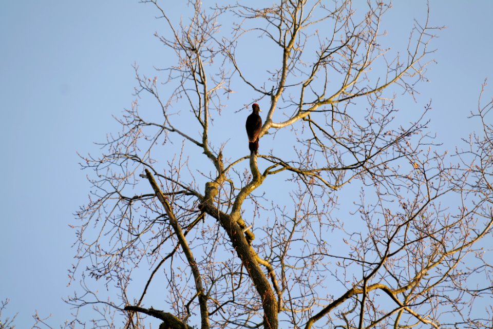 Dryocopus martius in Spandauer Forst 2020-04-14 04