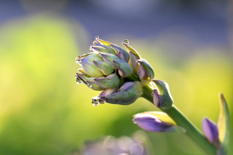 Nature purple blossom