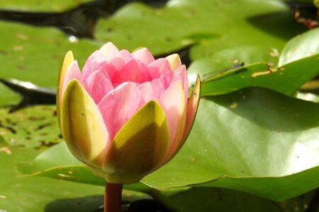 Aquatic plant pond blossom