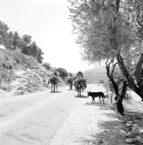 Druzen op zwaar beladen ezels op een landweg met een hond, Bestanddeelnr 255-3746 photo