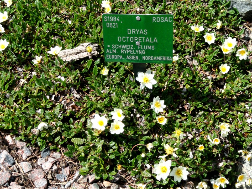 Dryas octopetala - Copenhagen Botanical Garden - DSC07460