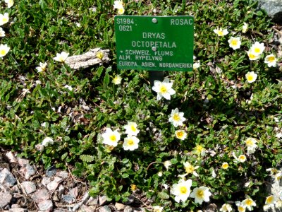 Dryas octopetala - Copenhagen Botanical Garden - DSC07460