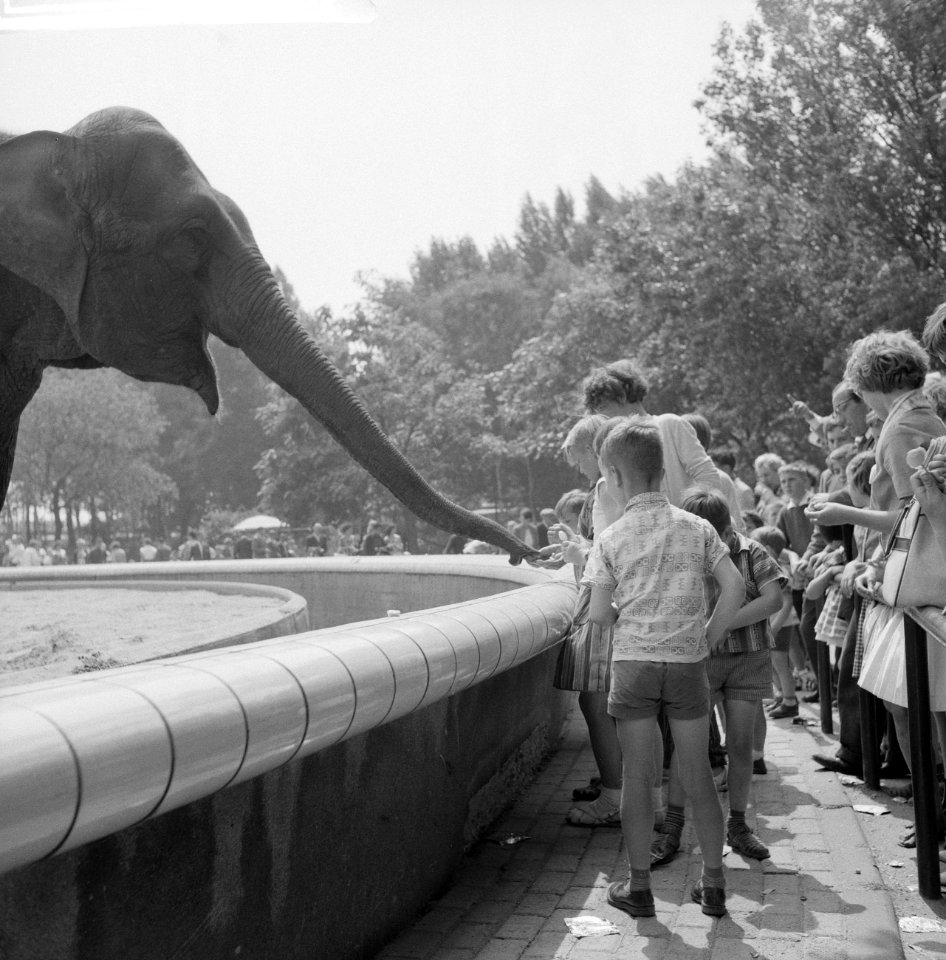 Drukte in Blijdorp, Bestanddeelnr 912-7748