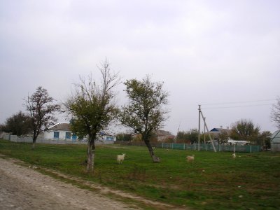 Drofino 3