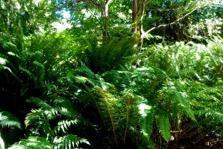 Dryopteris wallichiana - UBC Botanical Garden - Vancouver, Canada - DSC07702