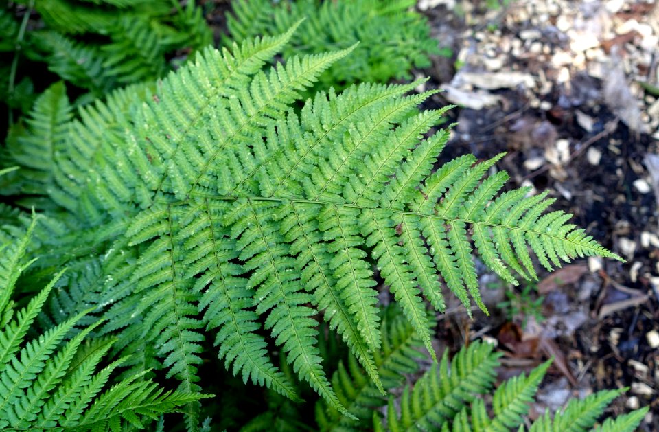 Dryopteris nigropaleacea - UBC Botanical Garden - Vancouver, Canada - DSC07727