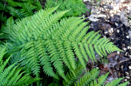 Dryopteris nigropaleacea - UBC Botanical Garden - Vancouver, Canada - DSC07727