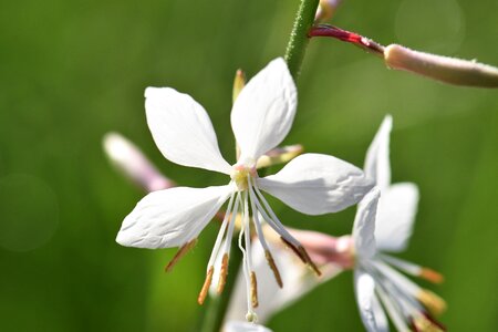 Nature blossom bloom