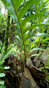 Drynaria quercifolia (Oakleaf Fern)