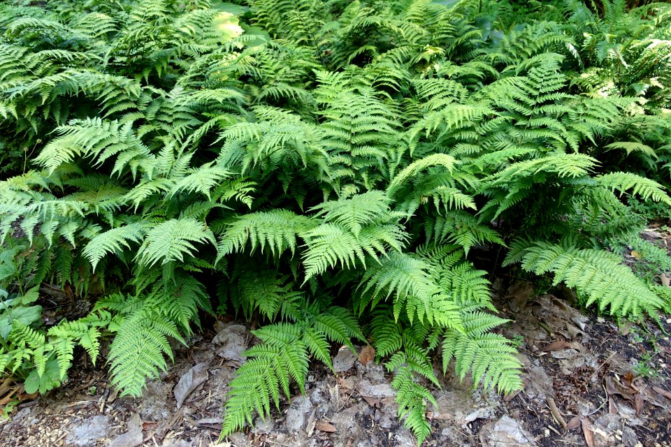 Dryopteris nigropaleacea - UBC Botanical Garden - Vancouver, Canada - DSC07725