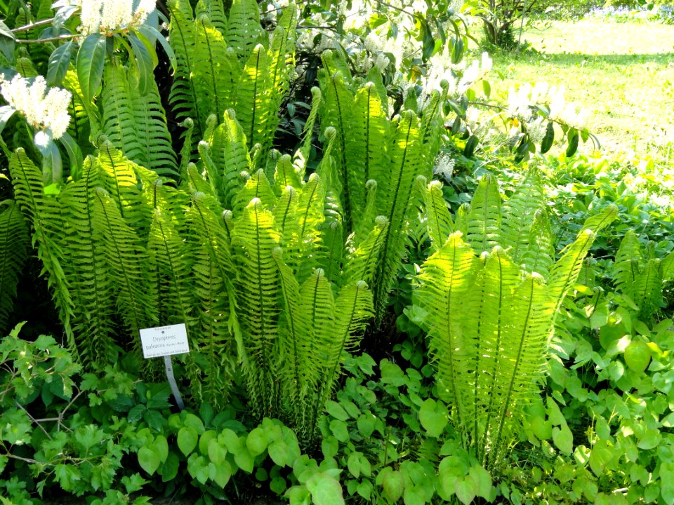 Dryopteris paleacea - Botanischer Garten München-Nymphenburg - DSC07907