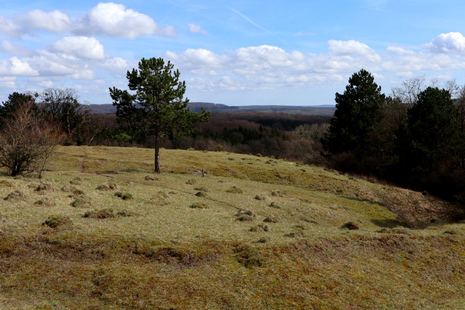 Dry grassland in Aarnescht nature reserve