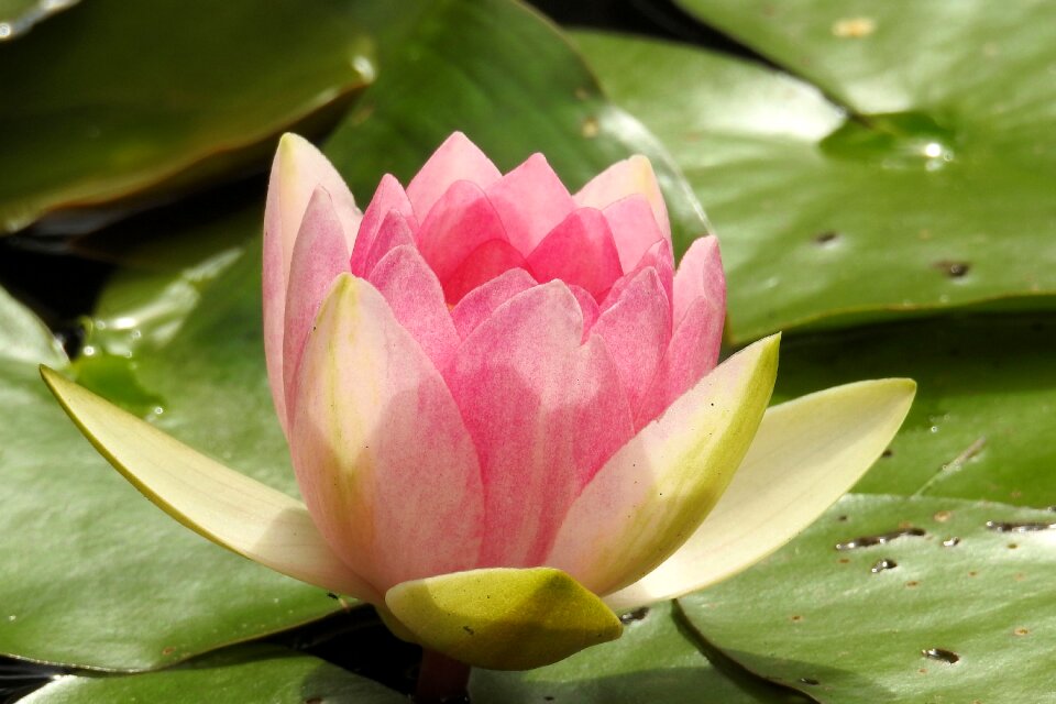 Aquatic plant pond blossom