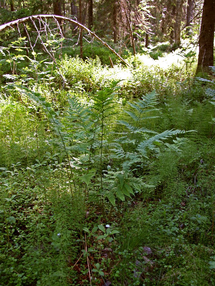 Dryopteris carthusiana Oulu, Finland 10.06.2013