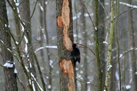 Dryocopus martius in the Teufelsbruch 2021-02-10 16