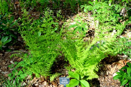 Dryopteris carthusiana - Jenkins Arboretum - DSC00624
