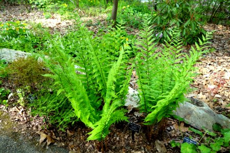 Dryopteris goldiana - Jenkins Arboretum - DSC00627
