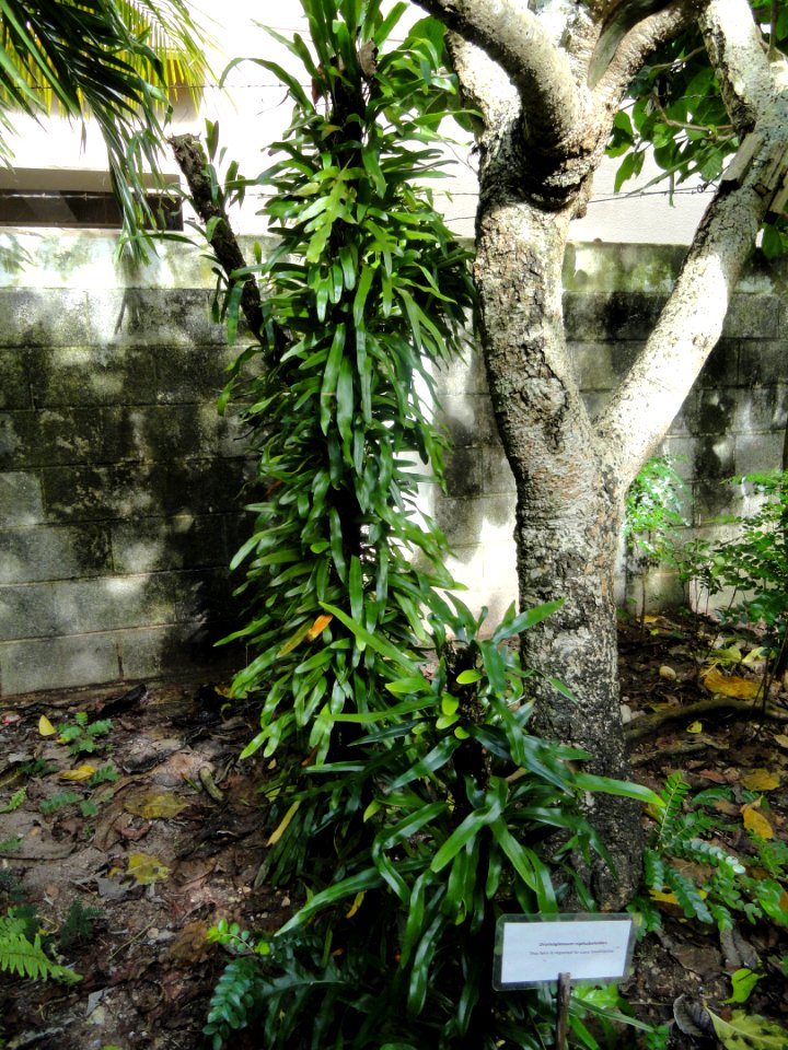 Drymoglossum niphoboloides - Guam Zoological, Botanical and Marine Garden - DSC01048