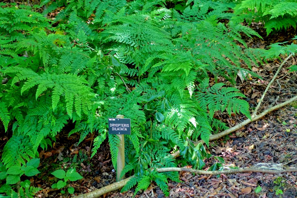 Dryopteris dilatata - Savill Garden - Windsor Great Park, England - DSC06094