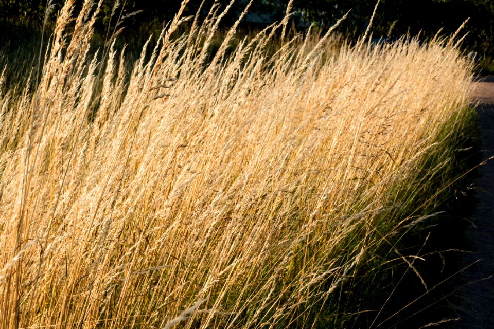 Dry grass in setting sun at Öhed