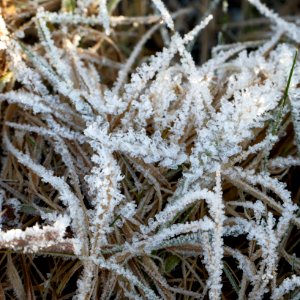 Dry grass with frost 2 photo