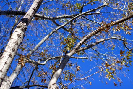 Dry Leaves Blue Sky (154066779)
