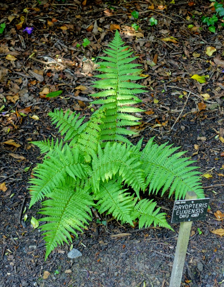 Dryopteris × euxinensis - Savill Garden - Windsor Great Park, England - DSC06436