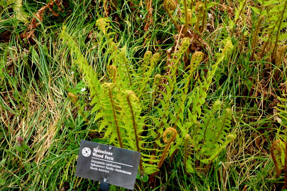 Dryopteris carthusiana - Morris Arboretum - DSC00205