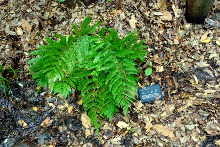 Dryopteris erythrosora - Todoroki Valley - Tokyo, Japan - DSC09608