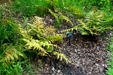 Dryopteris erythrosora - RHS Garden Harlow Carr - North Yorkshire, England - DSC01175