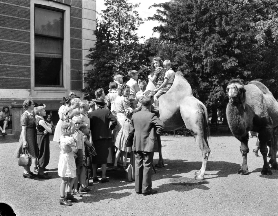Drukte in Artis, Bestanddeelnr 901-8682