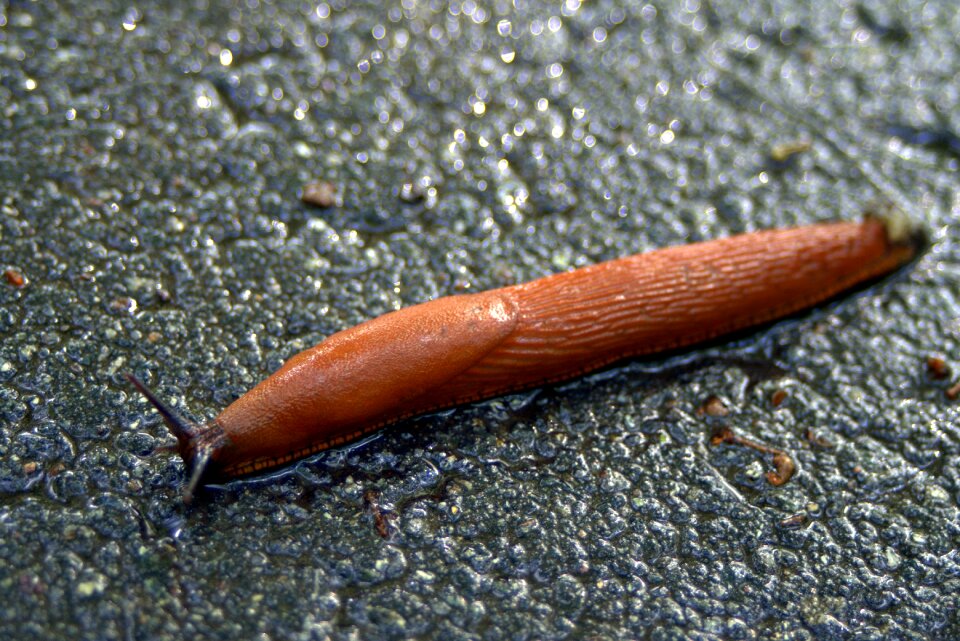 Red long slippery