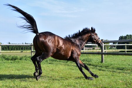 Run play tail