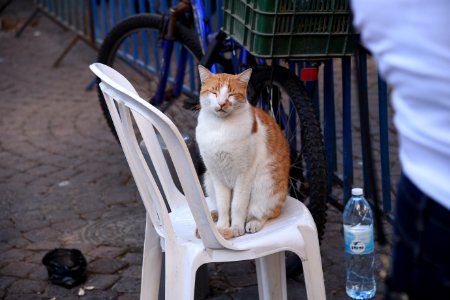 DSC-0713-sleepy-cat-tel-aviv-december-2017 photo