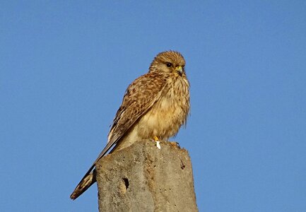Predator common kestrel female