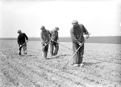 Drukte in het landbouwbedrijf, Bestanddeelnr 902-1799