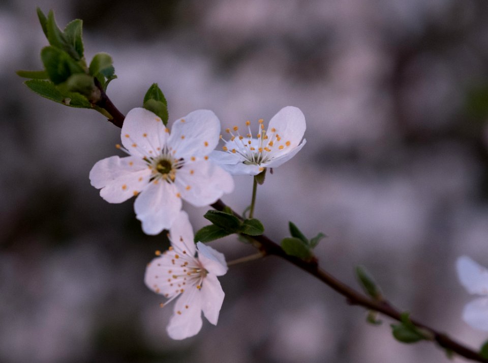 Dscf (259502377)