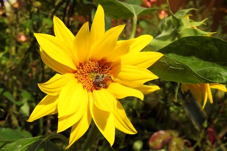 Bloom flower jerusalem artichoke