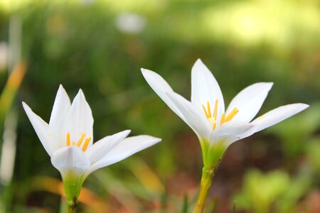 White flowers floral nature photo