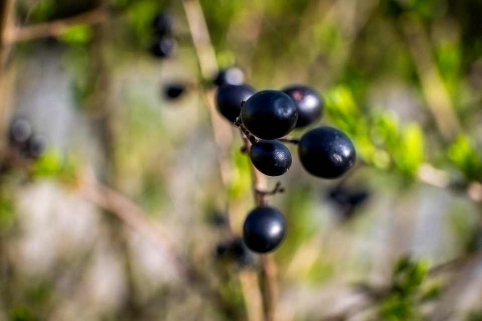 Dscf (259502301)