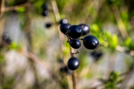Dscf (259502301)