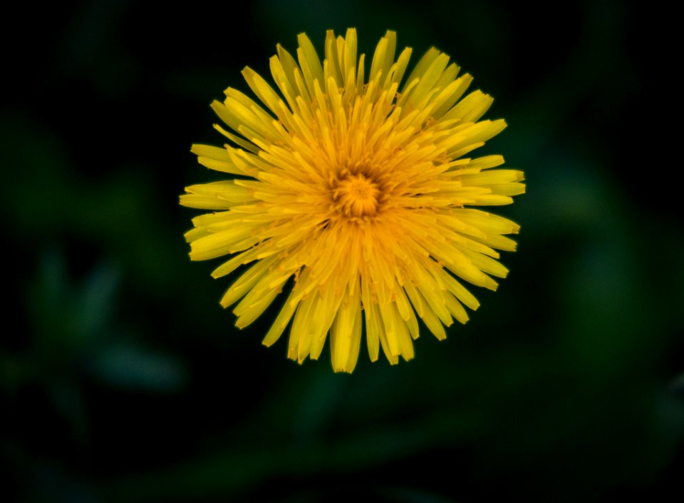 Dscf (259502877)
