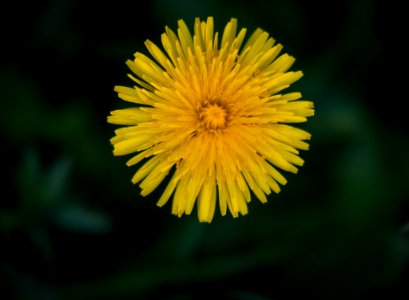 Dscf (259502877)