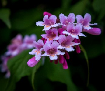 Dscf (259503241)