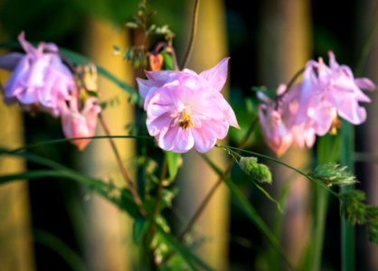 Dscf (259501997)