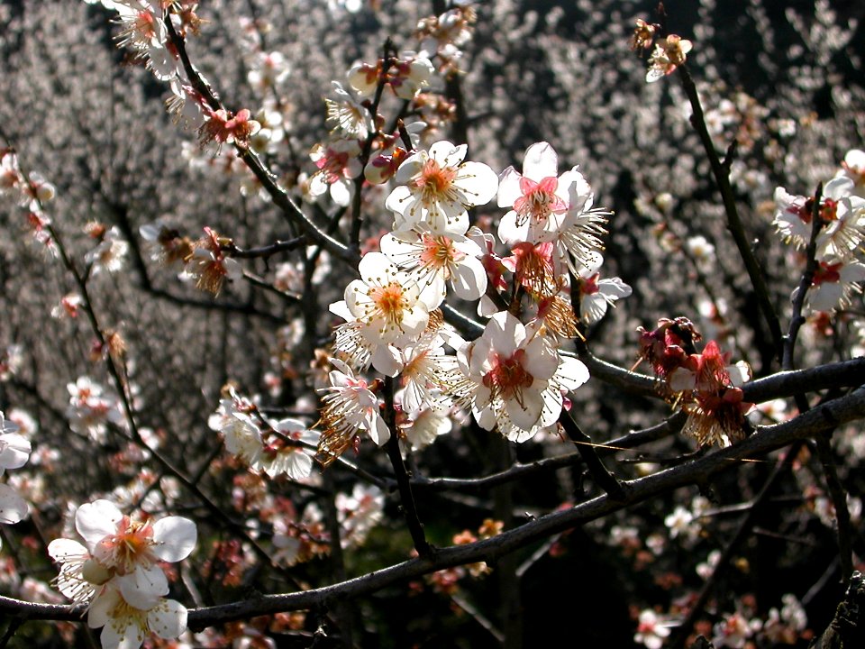 Dscn0031 japan nature