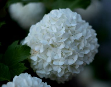 Dscf (259502717)