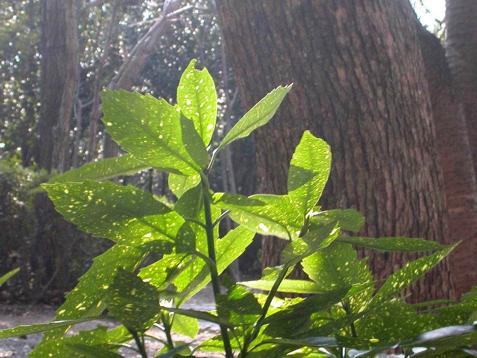 Dscn0193 japan nature