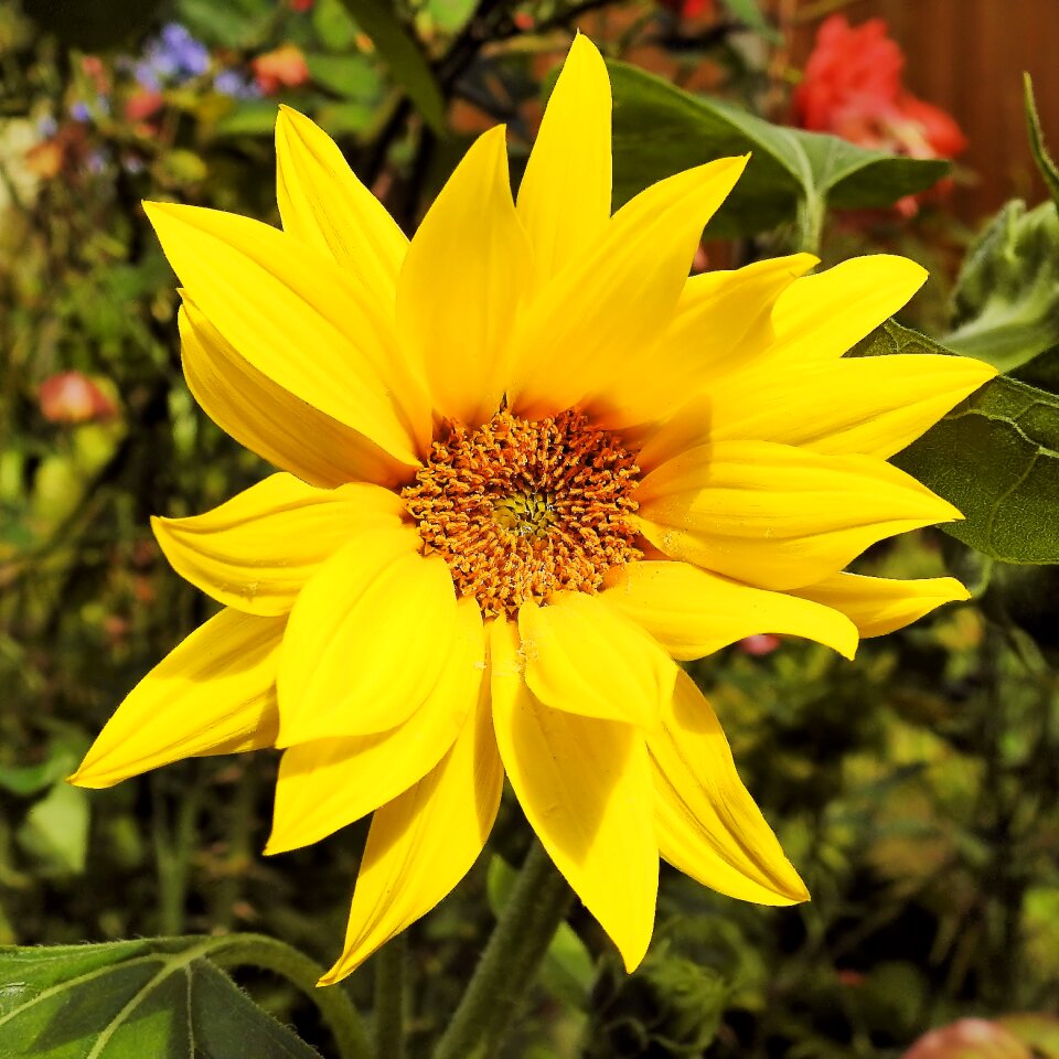 Bloom flower jerusalem artichoke