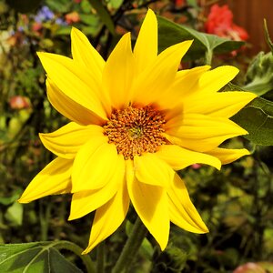 Bloom flower jerusalem artichoke photo